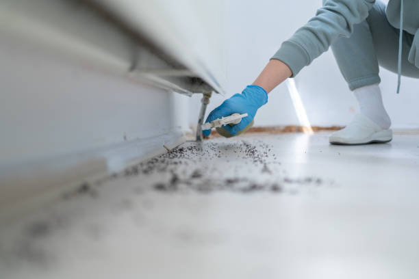 Best Local Pest Control Services  in Mcelhattan, PA